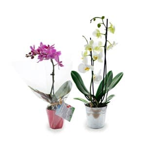 orchidees plante ecologie