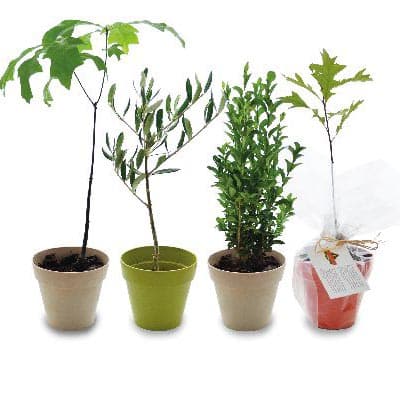 arbres publicitaires
